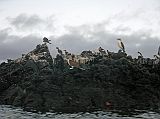 Galapagos 8-1-01 Santa Cruz Black Turtle Cove Blue-footed Boobies Before breakfast we took pangas to Black Turtle Cove, a red mangrove swamp on the north shore of Santa Cruz. Many blue-footed boobies were sitting on the rocky shore as we sailed by.